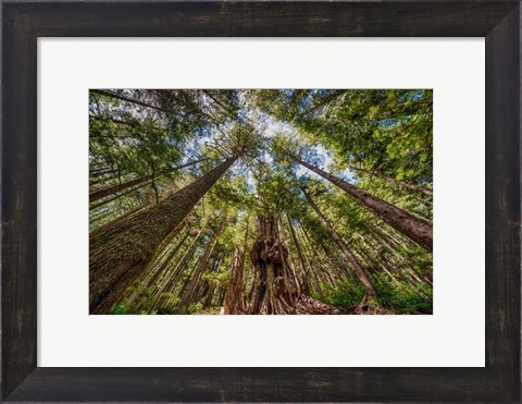 Framed Avatar Grove Canopy Print