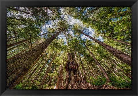 Framed Avatar Grove Canopy Print