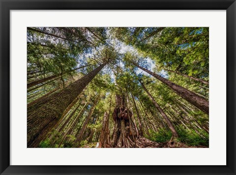 Framed Avatar Grove Canopy Print