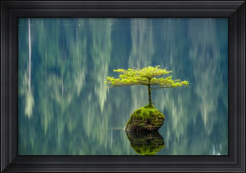 Framed Fairy Lake Bonsai Print