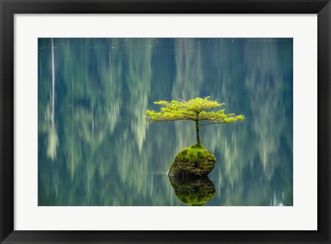 Framed Fairy Lake Bonsai Print