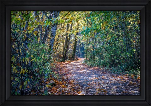 Framed Fall Colours Print