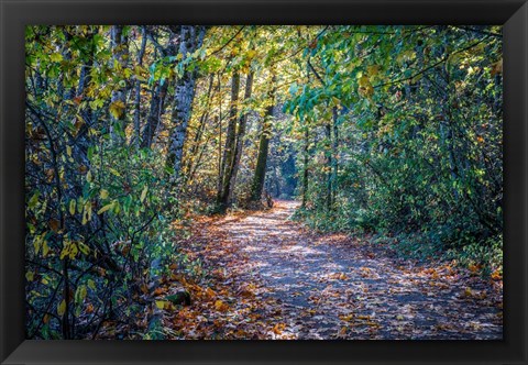 Framed Fall Colours Print