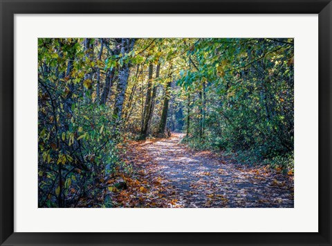 Framed Fall Colours Print