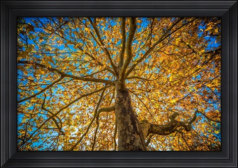 Framed Fall Tree Print