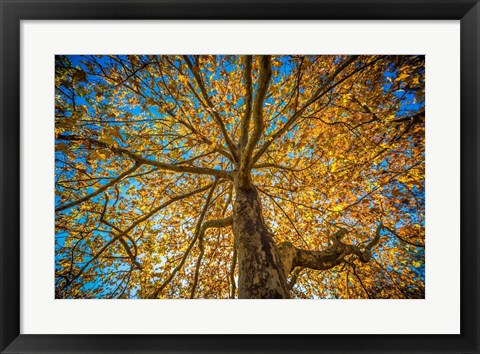 Framed Fall Tree Print