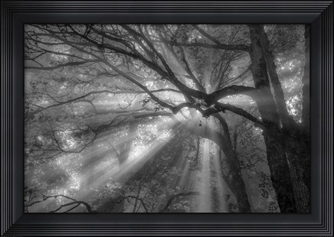 Framed Forest Fog Print