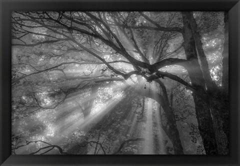 Framed Forest Fog Print