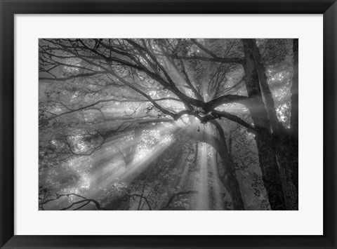 Framed Forest Fog Print