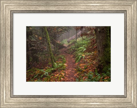 Framed Forest Stroll Print