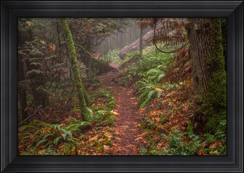 Framed Forest Stroll Print