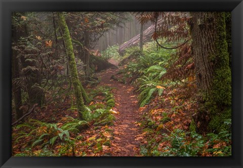 Framed Forest Stroll Print