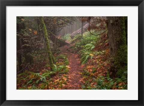 Framed Forest Stroll Print