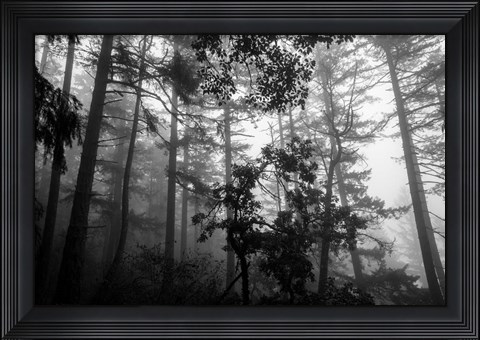 Framed Misty Forest Print