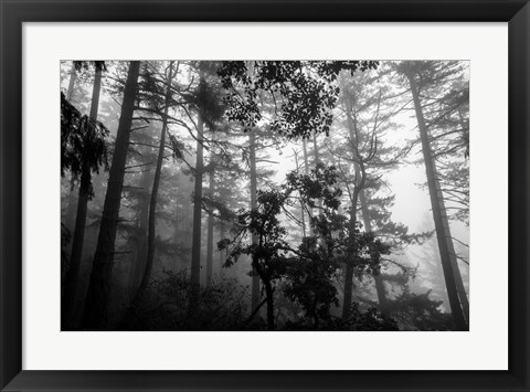 Framed Misty Forest Print