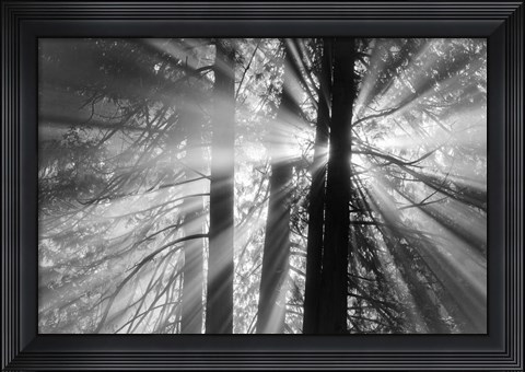 Framed Rays Print