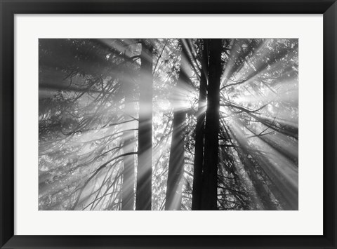 Framed Rays Print