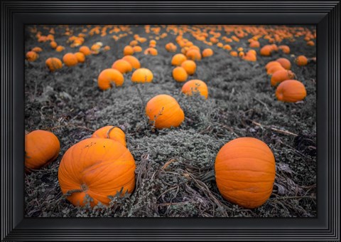 Framed Sea of Pumpkins Print