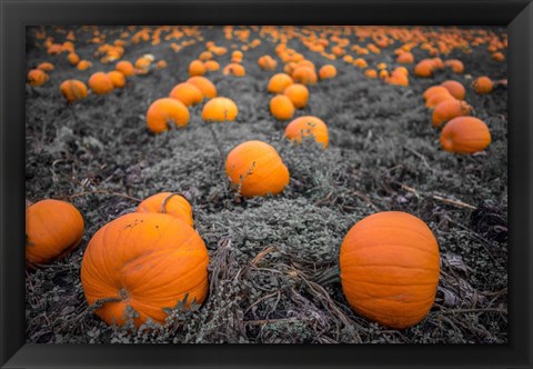 Framed Sea of Pumpkins Print