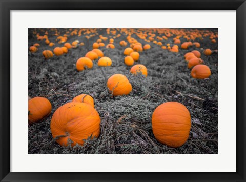 Framed Sea of Pumpkins Print