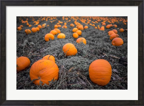 Framed Sea of Pumpkins Print