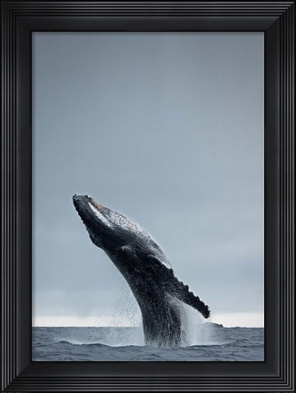 Framed 40 Ton Print