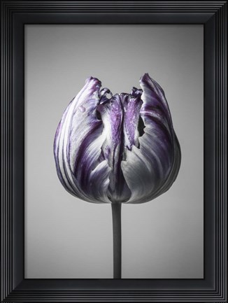 Framed Baroque 5 Print