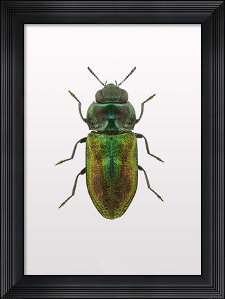 Framed Beetle 1 Print