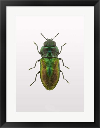 Framed Beetle 1 Print