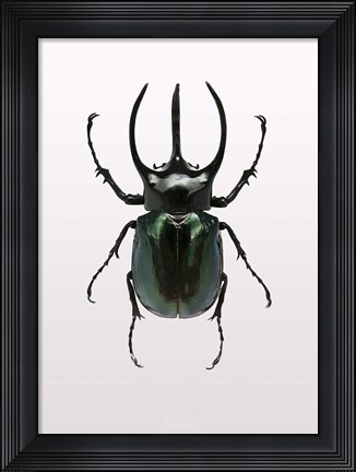 Framed Beetle 2 Print
