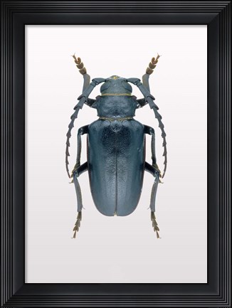 Framed Beetle 3 Print
