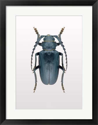 Framed Beetle 3 Print
