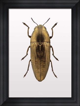 Framed Beetle 4 Print
