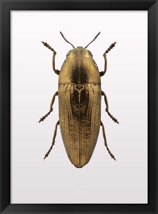 Framed Beetle 4 Print