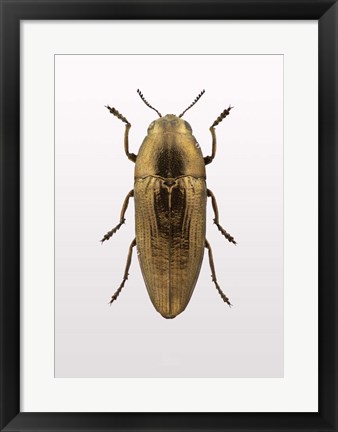 Framed Beetle 4 Print