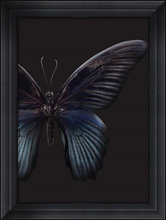 Framed Black Butterfly on Grey Print