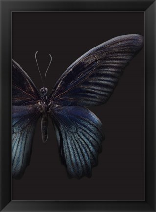 Framed Black Butterfly on Grey Print