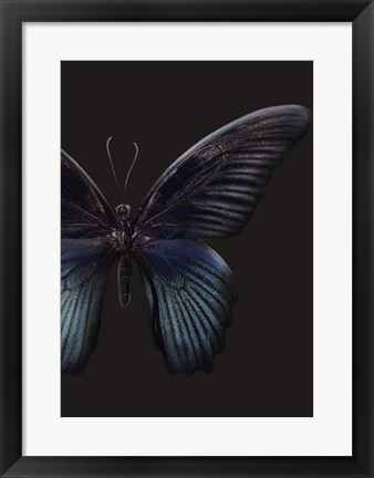 Framed Black Butterfly on Grey Print