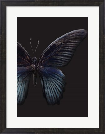 Framed Black Butterfly on Grey Print