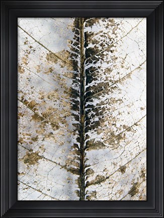 Framed Close Up Print