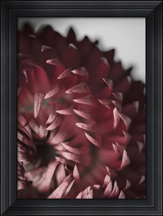 Framed Dahlia Print