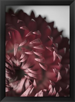 Framed Dahlia Print