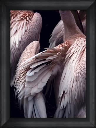 Framed Flamboyance 1 Print