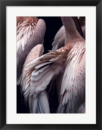 Framed Flamboyance 1 Print