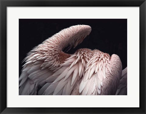 Framed Flamboyance 2 Print