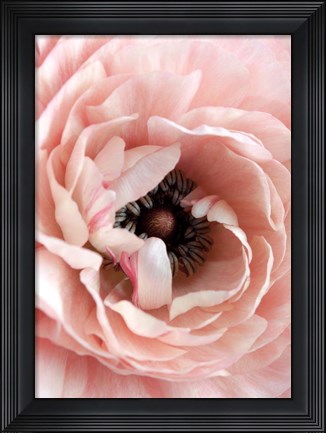 Framed Flower Print