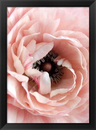 Framed Flower Print