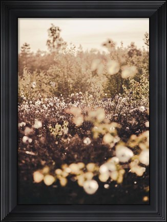 Framed Golden Field Print