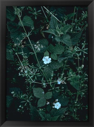 Framed Greenery Print