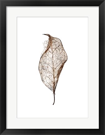 Framed Leaf Print